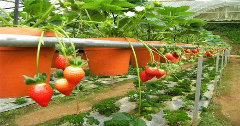 Kỹ thuật trồng cây dâu tây từ cây con vào chậu chi tiết